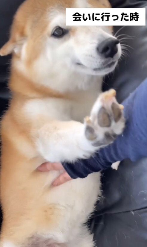 横たわる柴犬