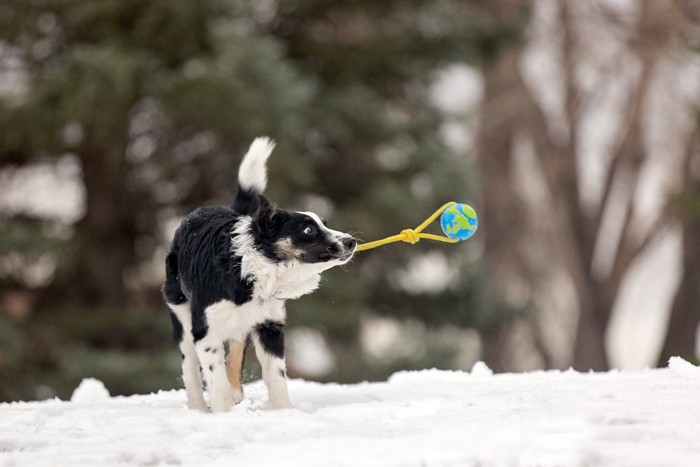 おもちゃを振り回す犬