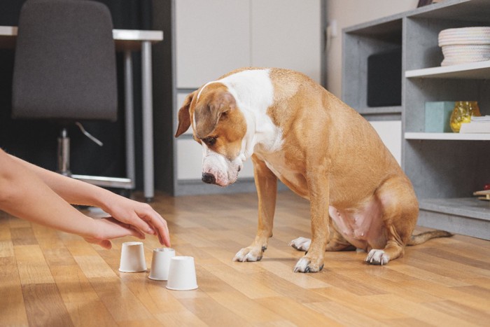 飼い主とゲームをする犬