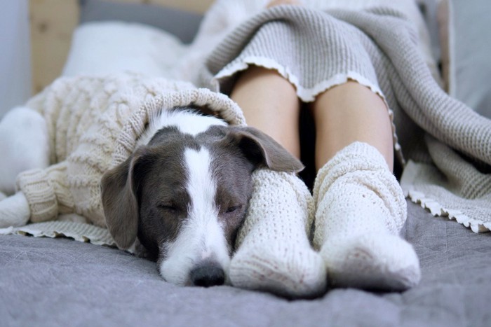 飼い主の足に寄り添う犬