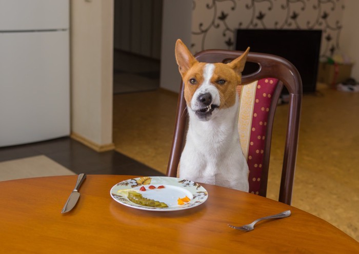 食事に文句を言う犬