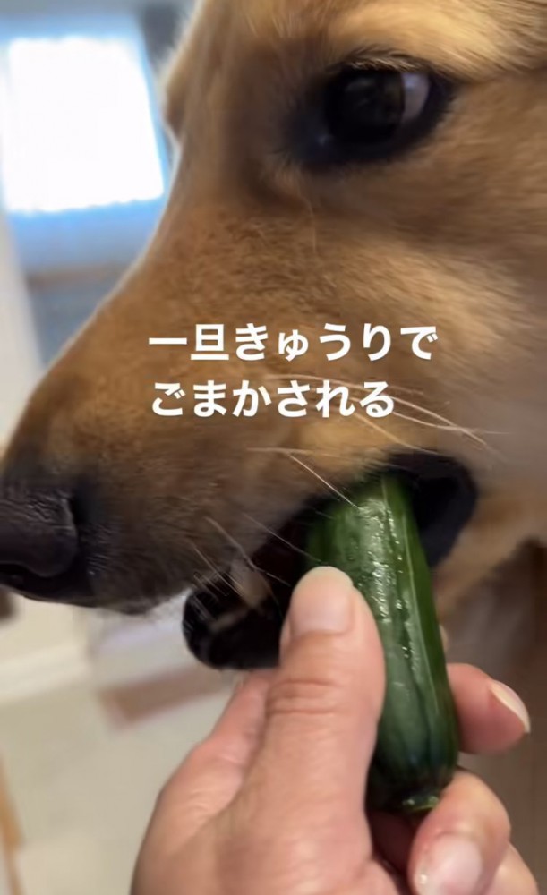 キュウリを食べる犬