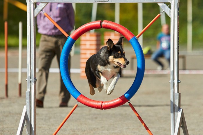 障害物レースに参加する犬