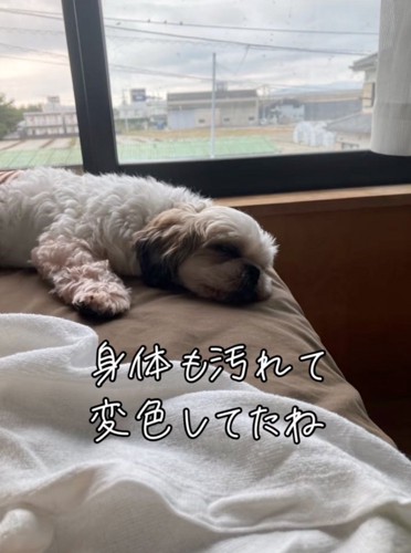 眠る犬