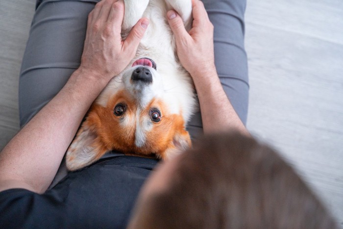 膝の上に仰向けに寝転がる犬