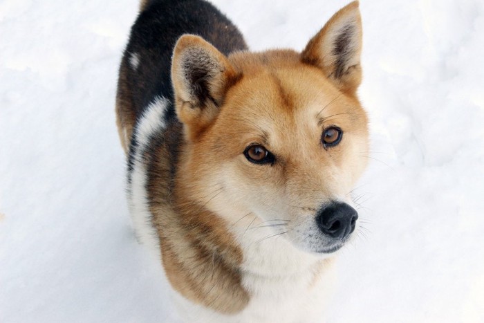 下から見つめる犬、足元に雪