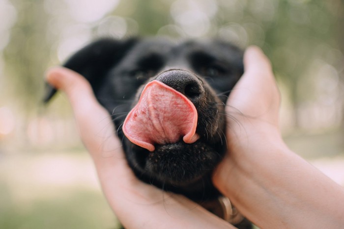 撫でられながら鼻を舐める犬