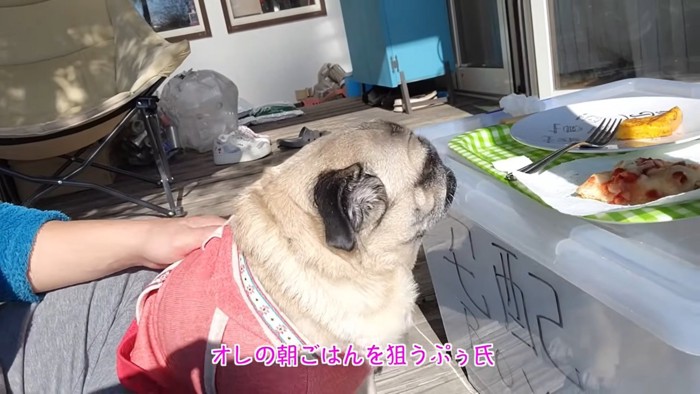 犬の横顔