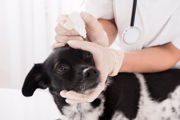 目薬をさされる犬