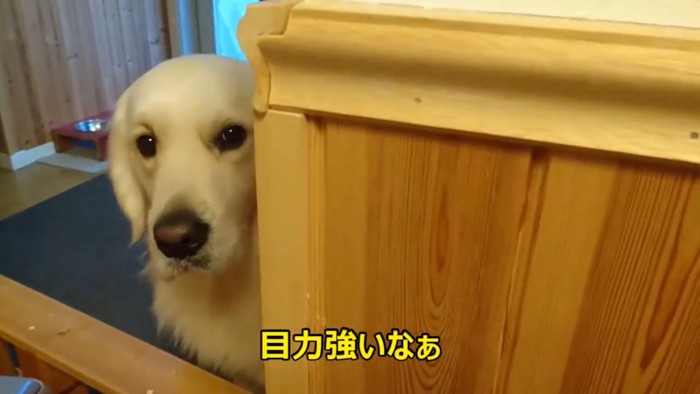 ヨーグルトを欲しがるギンちゃん4