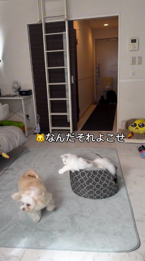 おやつを咥えた犬にパンチをする猫