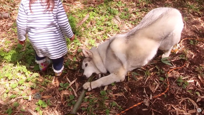 立ち上がる子と竹をくわえる犬