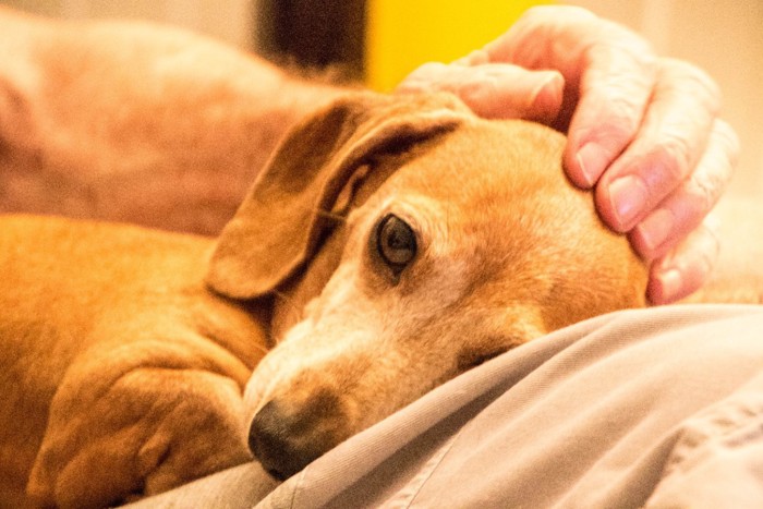 頭を撫でられる犬