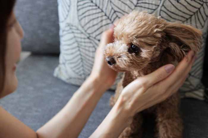 見つめ合う女性と犬