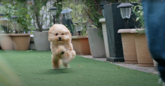 飼い主に向かって走っている子犬