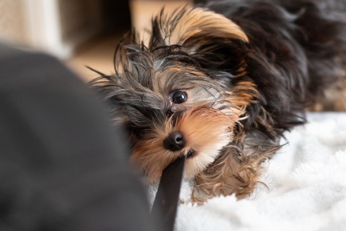 紐をひっぱる犬の顔のアップ