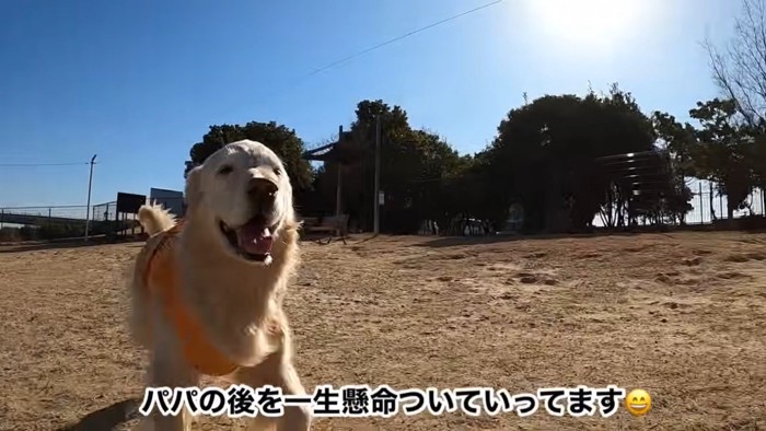 ドッグランで遊ぶはっちちゃん