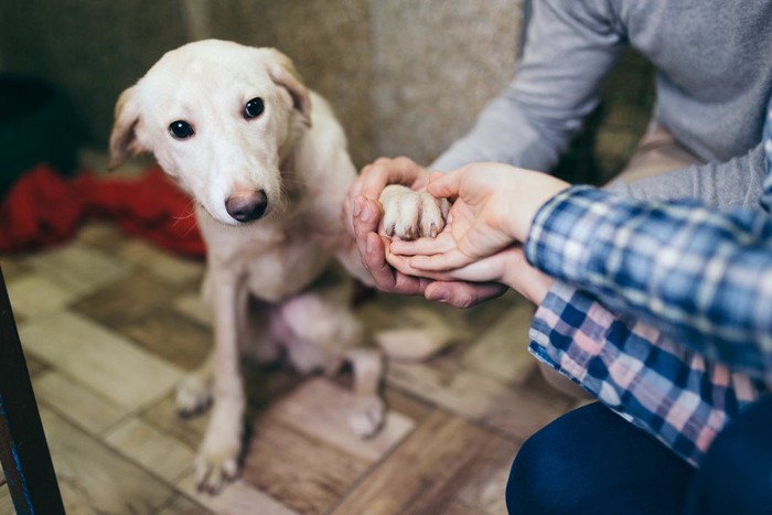 家族に迎えられた保護犬