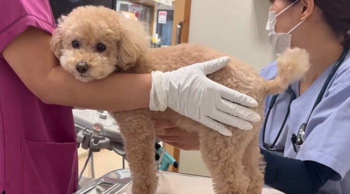 診察台の上に乗る犬4