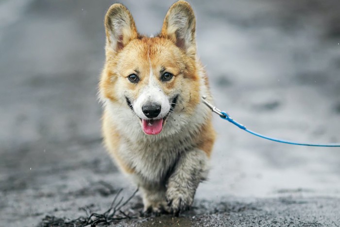 雨の日に散歩するコーギー