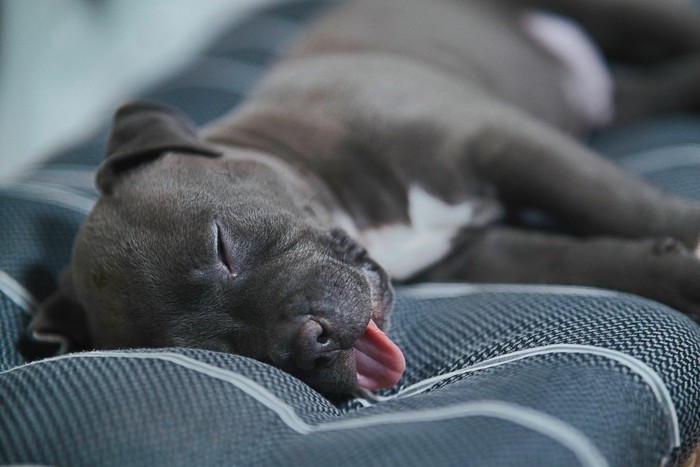 舌を出して寝る子犬