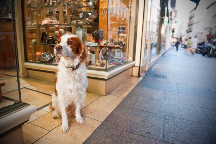 店の前で座る犬