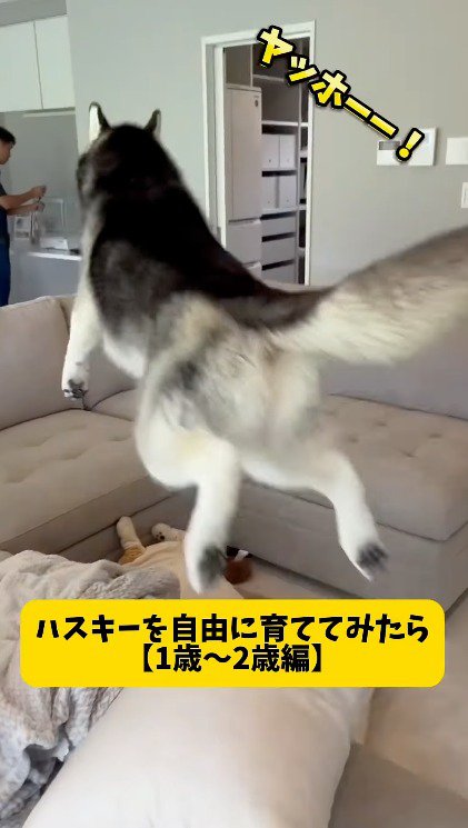 ソファーに飛び込むハスキー犬