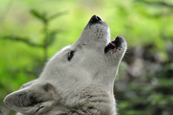 遠吠えをする犬