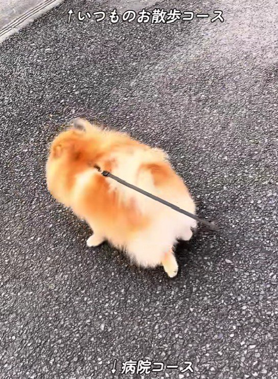 いつもと違う方向に行ってる！？