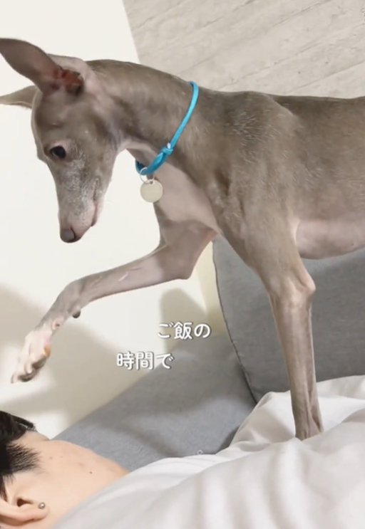 前足を近づける犬1