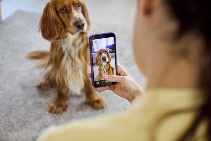 スマホ、写真撮る