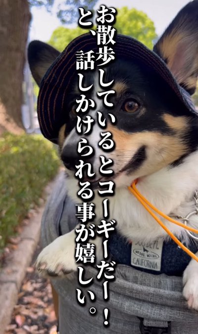 犬を迎えて良かったこと