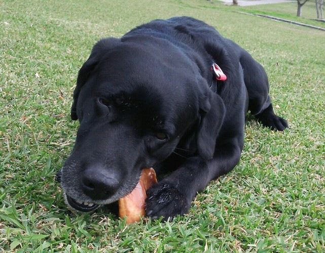 おやつを食べる犬