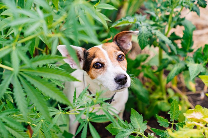 雑草の中の犬