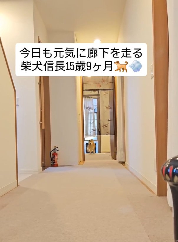 登場した信長くん