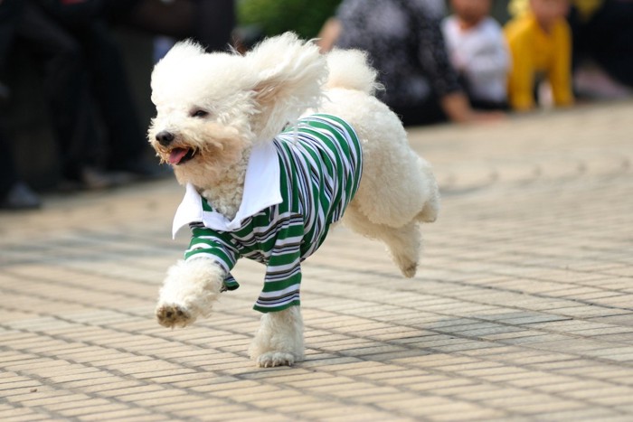 服を着て走る犬