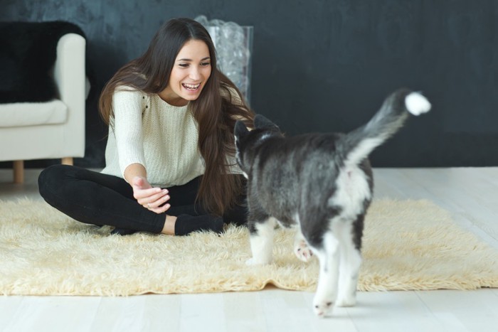 飼い主のところに向かう犬