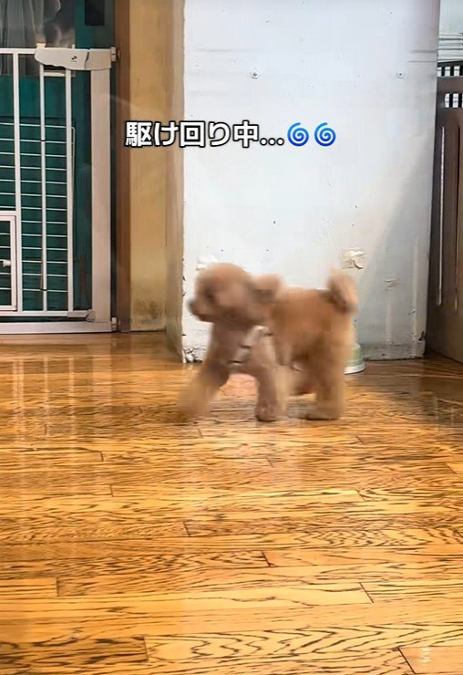 楽しそうにウロチョロ♪