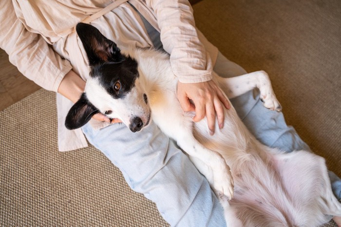 膝の上に仰向けで寝転ぶ犬