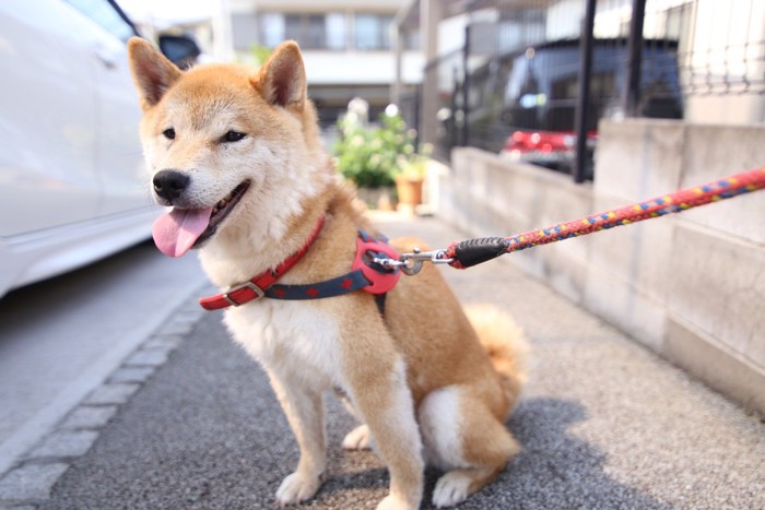 舌を出している柴犬