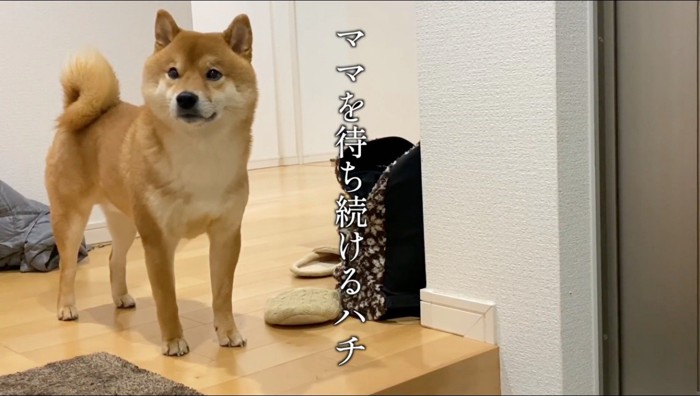 玄関で立ち止まる犬