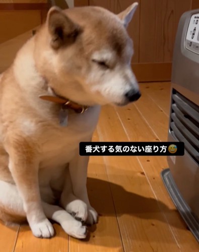 ヒーター前に座る柴犬