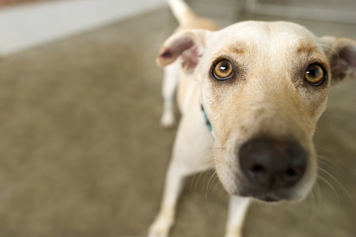 見上げる白っぽい保護犬