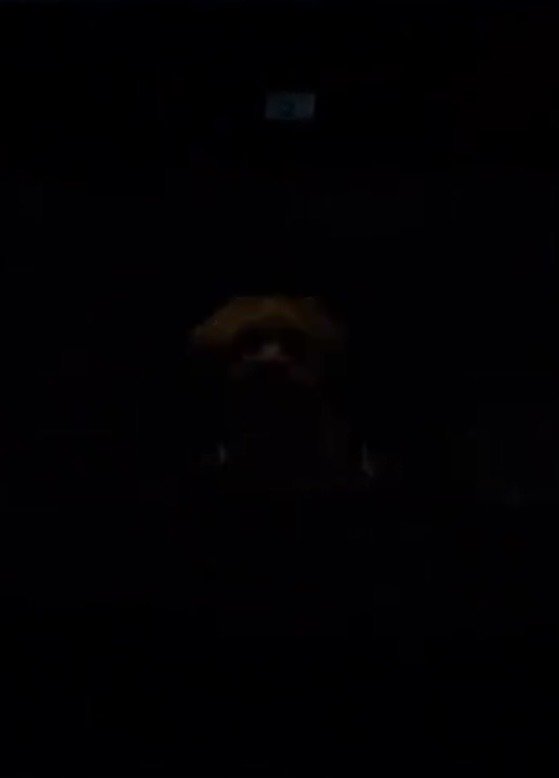 暗闇に溶ける犬