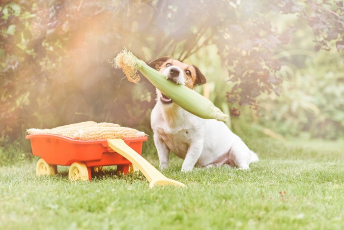 とうもろこしをくわえる犬