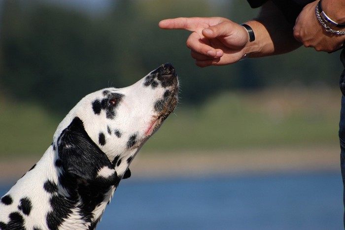 指示を受ける犬