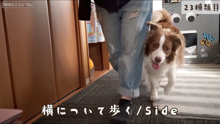 飼い主の隣について歩く犬