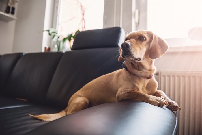 部屋のソファーでくつろぐ犬