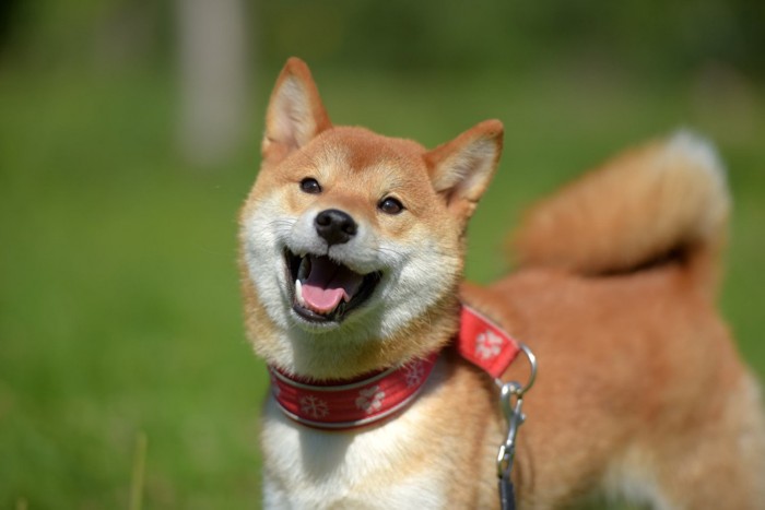 楽しそうな表情の小柄な柴犬