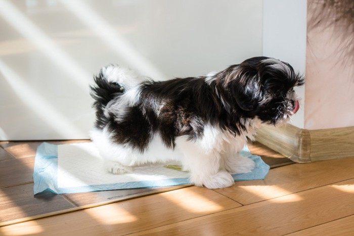 シートで排泄する白黒長毛の犬